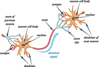Neuron Synapse